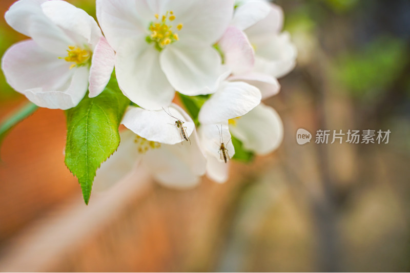 蚊子摇蚊蚊虫趴在海棠花上