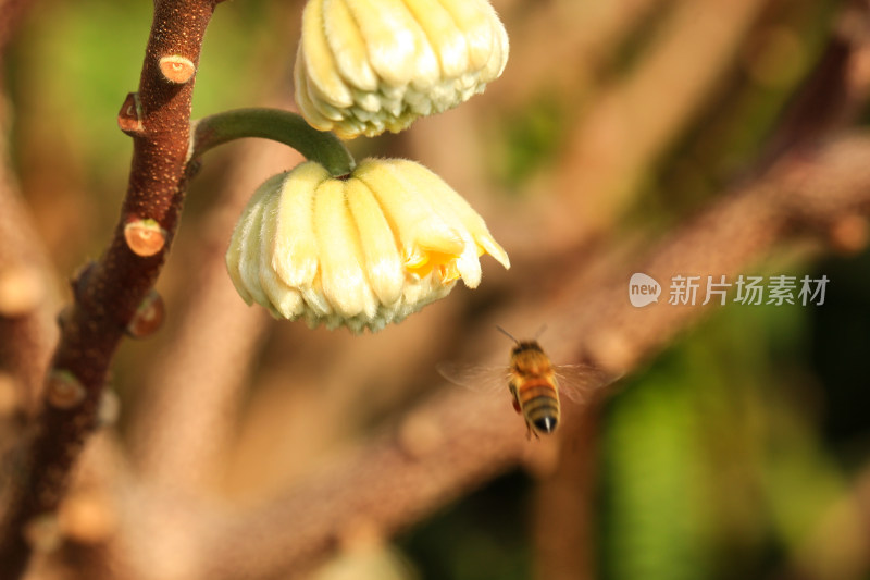 结香花花朵实拍素材