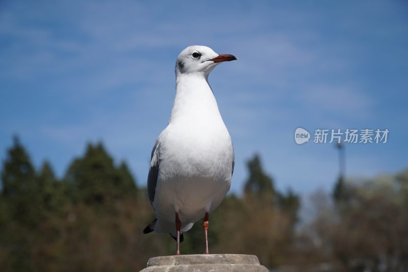 红嘴鸥图片