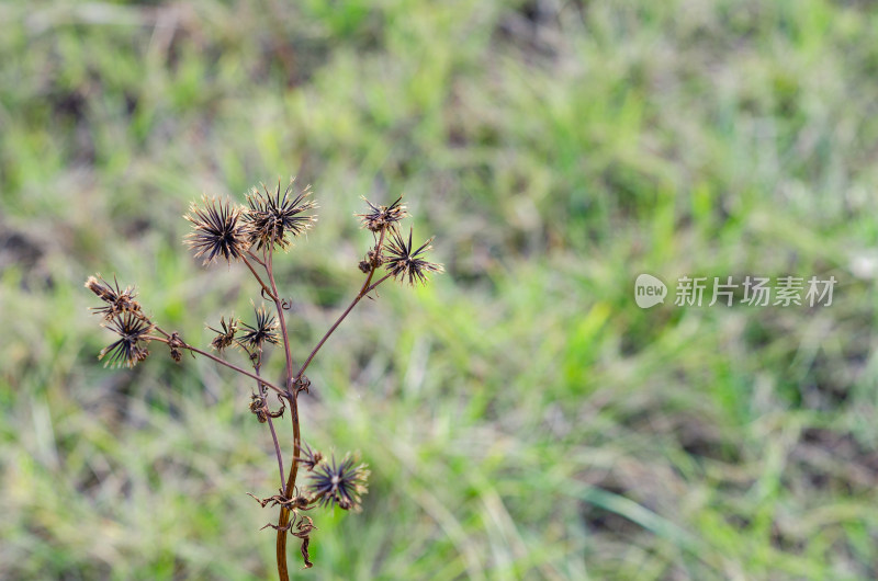 秋季草地上的一株小花鬼针草