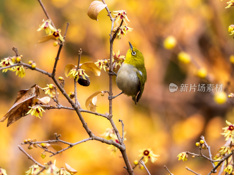 腊梅绣眼鸟