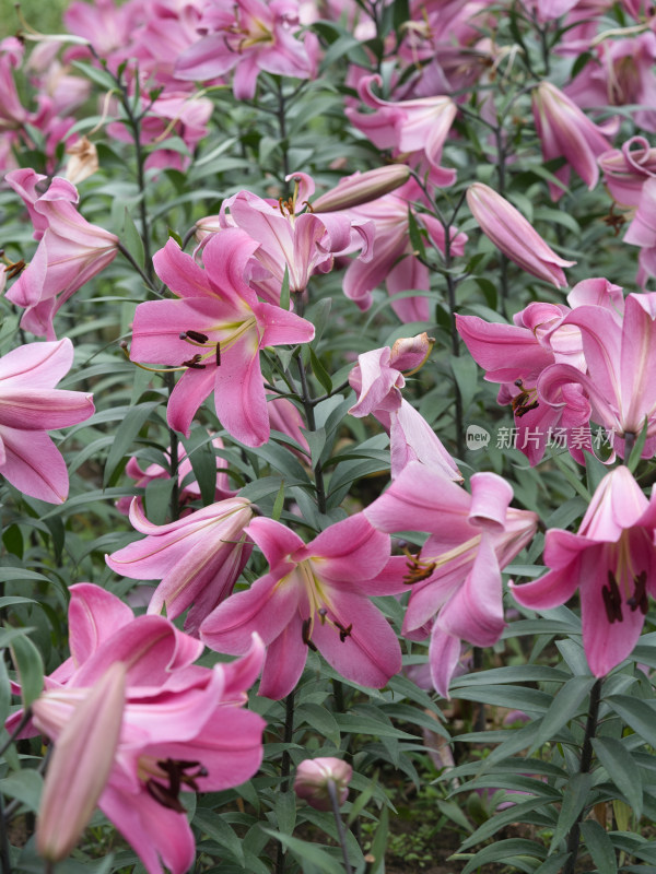 秋季的香水百合花特写