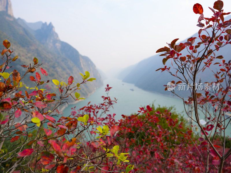 长江三峡巫峡红叶