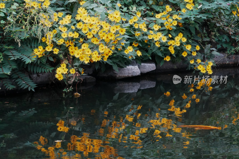 北京圆明园公园盛开的菊花