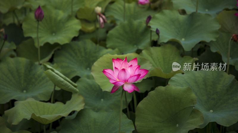 夏季公园荷塘荷叶丛中荷花特写