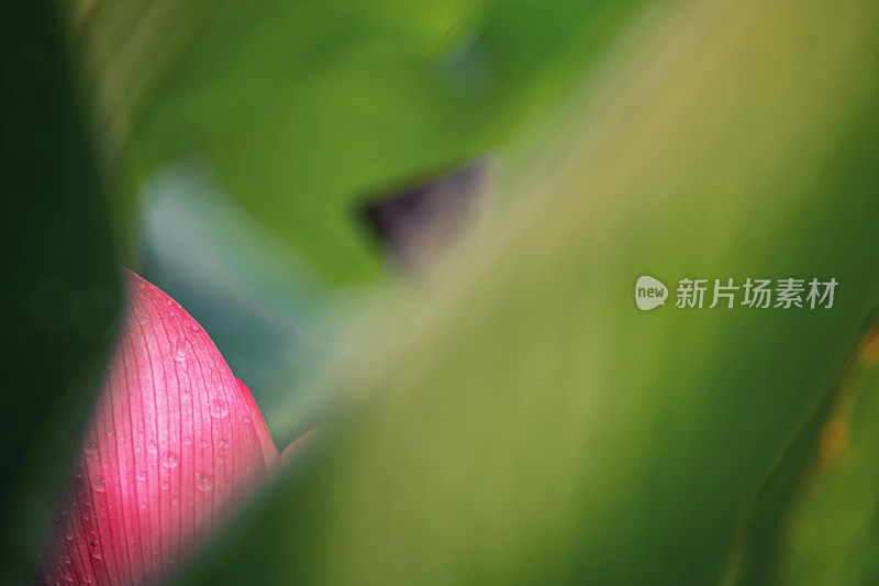 荷花花瓣上的水珠