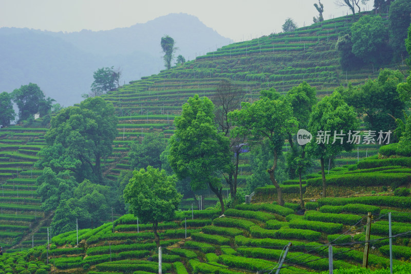 晨雾中的茶园