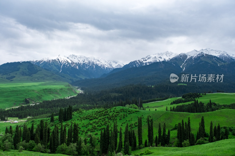 新疆伊犁恰西雪山森林草原风光