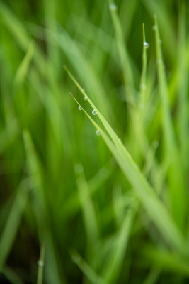 绿草水珠