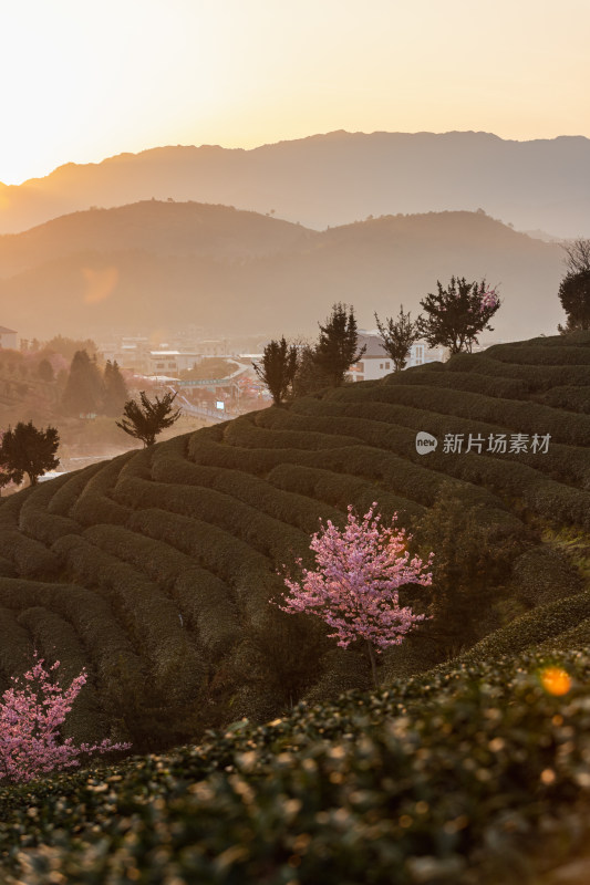 龙岩永福台品樱花茶园