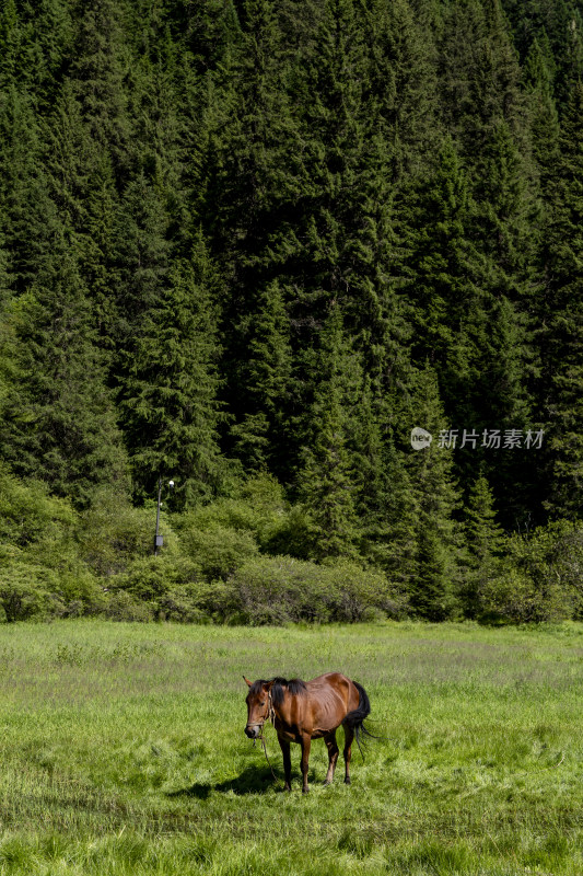 夏季深山森林草原上的一匹骏马