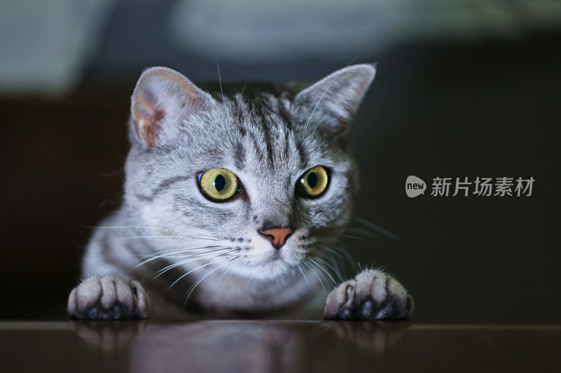 宠物猫可爱