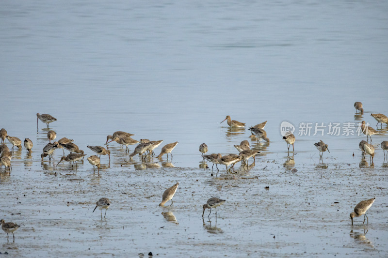 黑尾塍鹬在深圳湾公园飞翔