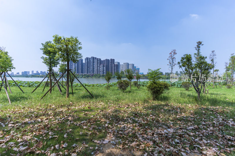 武汉江夏区汤逊湖壹号湿地公园风景