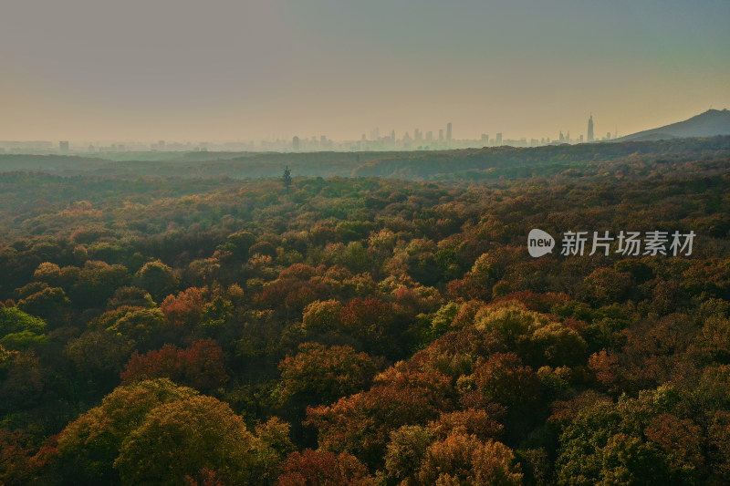 南京钟山的秋天美景