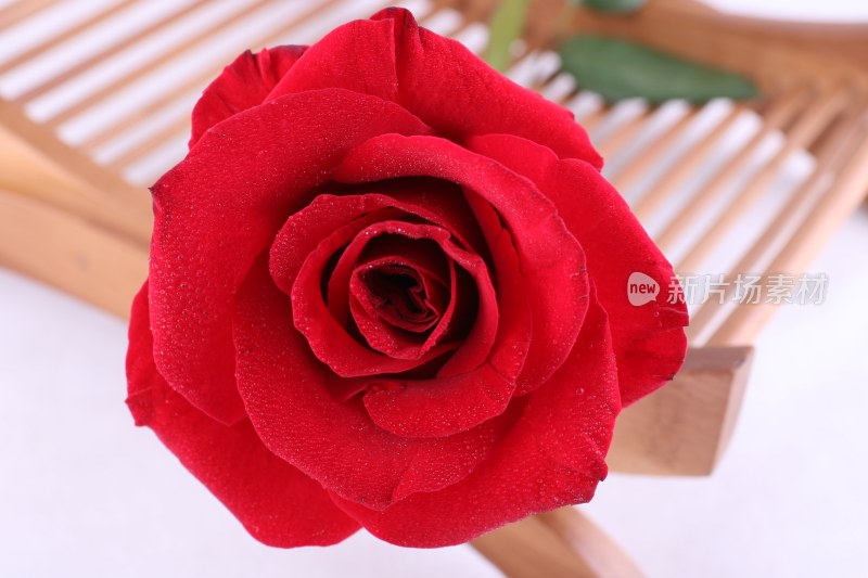 一枝红色的玫瑰
