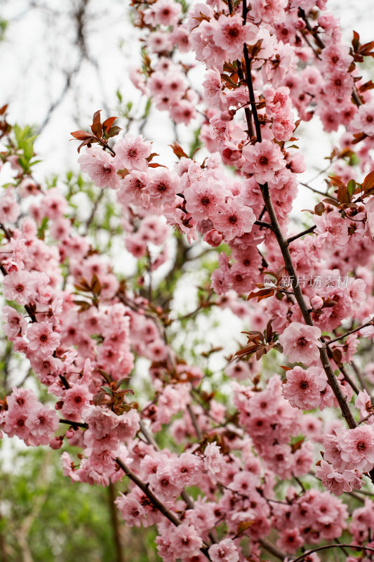 北京元大都公园桃花树桃花