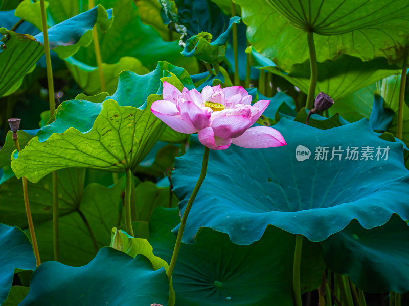 池塘里的荷花