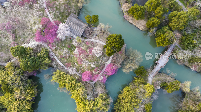 杭州西溪湿地探梅节梅花