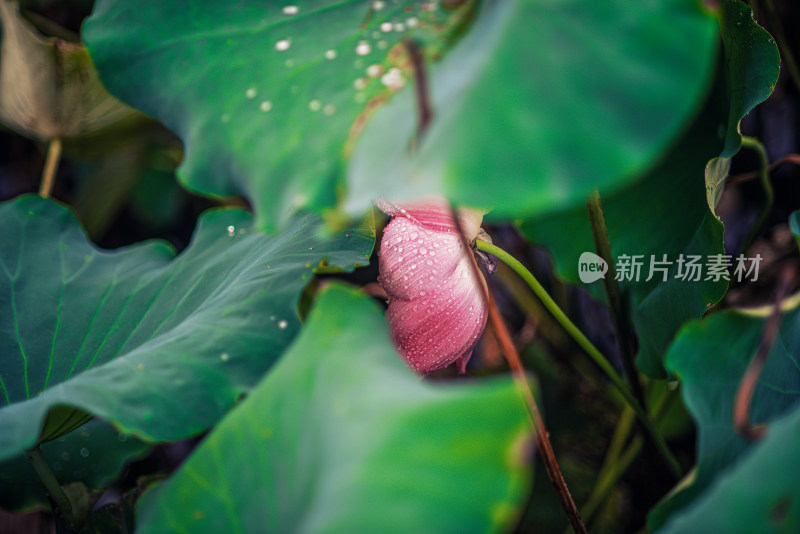 夏天雨后的荷花挂满水珠