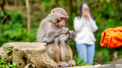 贵阳黔灵山公园与游客互动的猴子