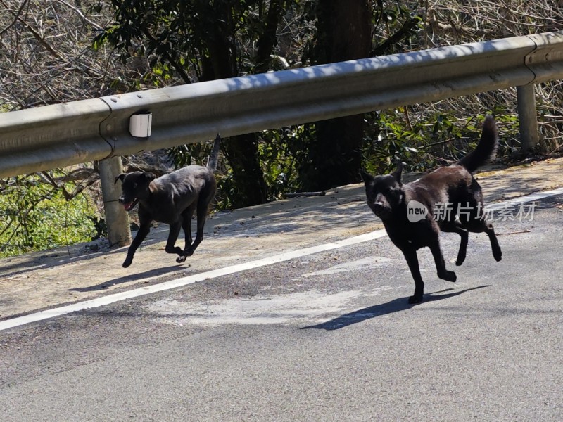 乡村公路上两只黑狗奔跑的场景