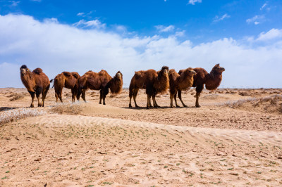 初春西北荒漠骆驼