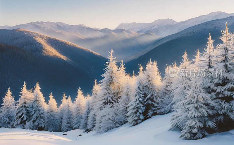 冬季森林白雪覆盖风景