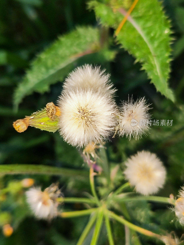 户外自然中的白色蒲公英特写