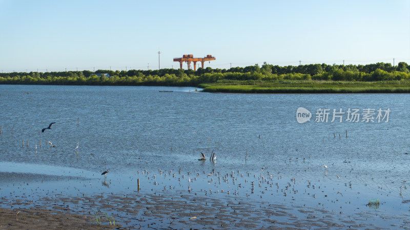 杭州钱塘大湾区湿地公园清晨风光