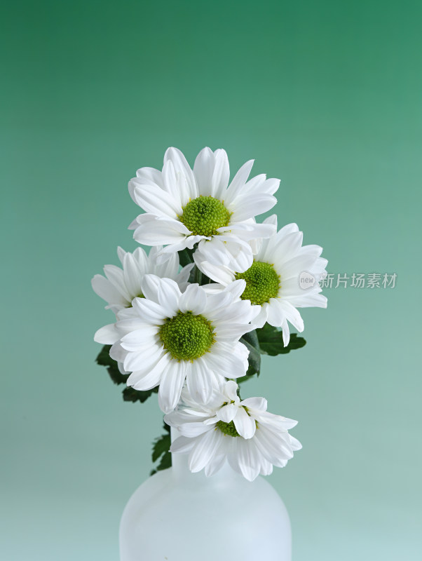 绿色背景上的一束白色的菊花