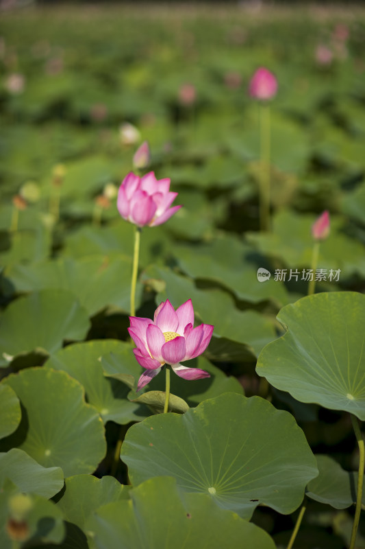 夏季公园荷塘荷叶丛中荷花特写