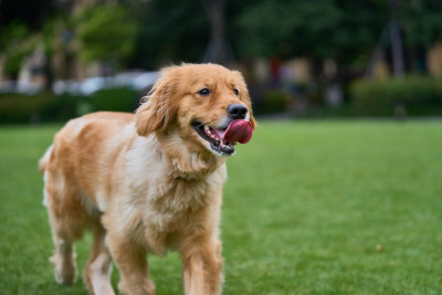 晴天在户外草地上欢快活动的金毛寻回犬