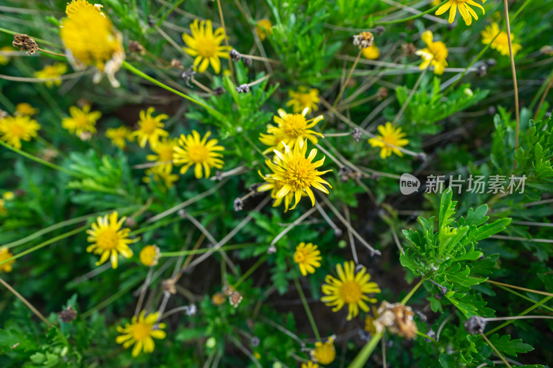 黄花植物黄金菊