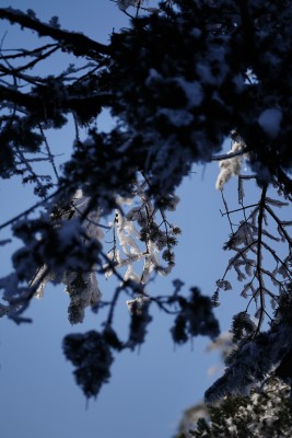 四川眉山瓦屋山景区冬日树枝上的冰雪