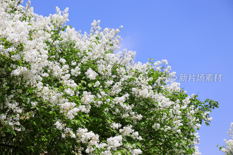 丁香花花卉