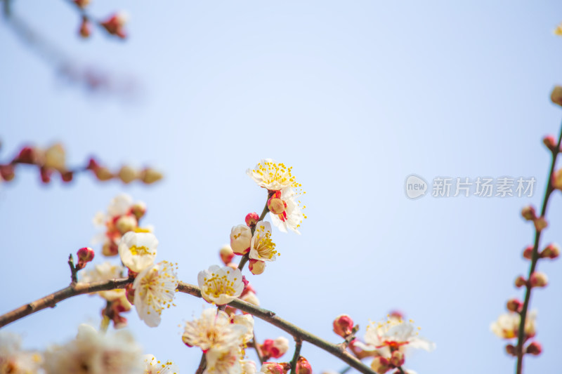 枝头绽放的梅花与含苞待放的花骨朵