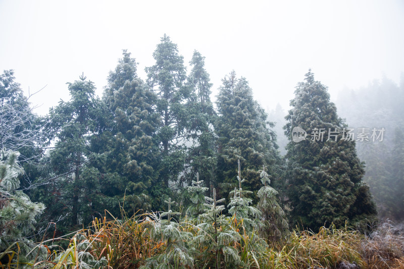 覆冰的绿色松树枝条敕木山雪淞