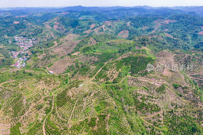 山川丘陵橙子橘子种植基地航拍摄影图