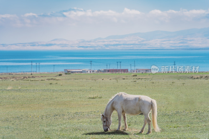青海湖边草地上吃草的马