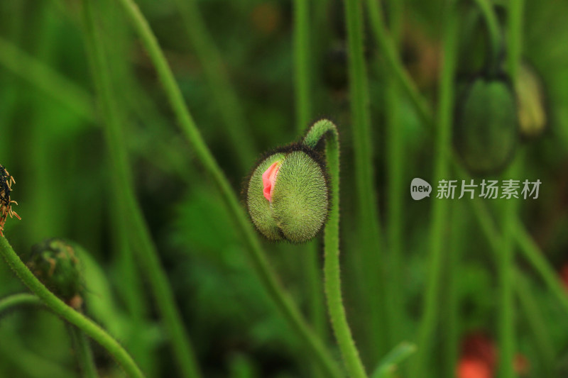 带绒毛的植物花苞虞美人花朵