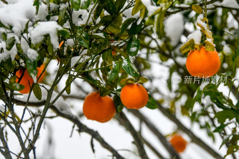 重庆酉阳：庭院橘子蔬菜与白雪