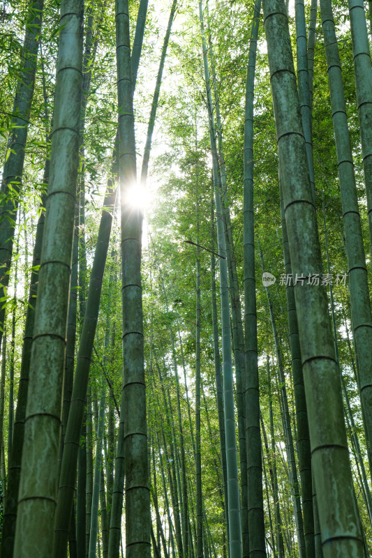 四川宜宾蜀南竹海自然风光