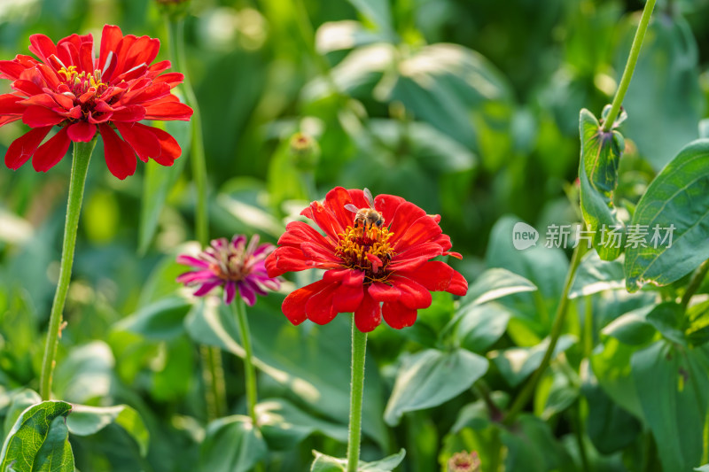 蜜蜂与盛开的百日菊