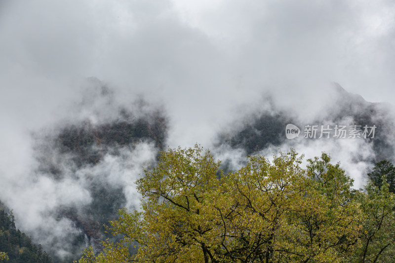 秋天树林云雾山峰