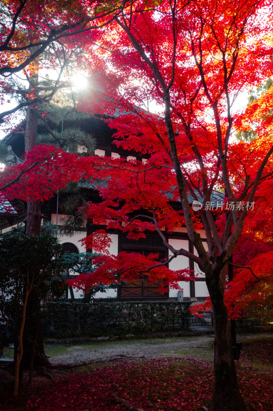 枫叶 京都 庭院 京都 秋天 日式