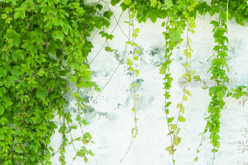 爬山虎墙壁绿植背景