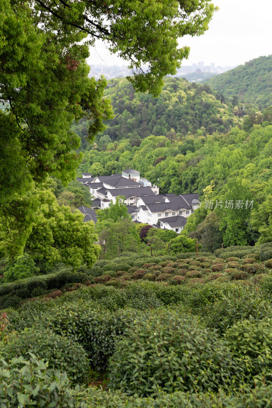 杭州龙井茶园俯瞰西湖全景与城市风光