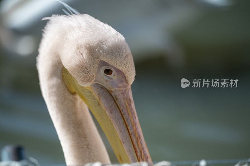 广州长隆野生动物园里的白鹈鹕