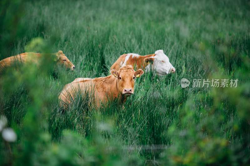 野生动物园野牛奶牛